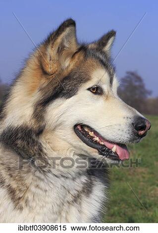 "Alaskan Malamute, female" View Large Photo Image Stock Photography - "Alaskan Malamute, female". Fotosearch
