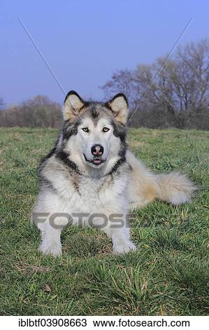 Alaskan Malamute lying on a meadow View Large Photo Image Stock Image - Alaskan Malamute lying on a meadow. Fotosearch