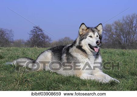 Alaskan Malamute lying on a meadow View Large Photo Image Stock Photo - Alaskan Malamute lying on a meadow. Fotosearch