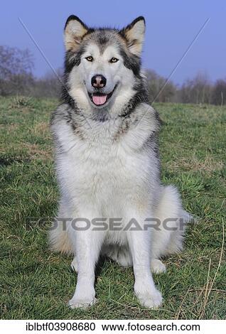 Stock Image - Alaskan Malamute sitting on a meadow. Fotosearch