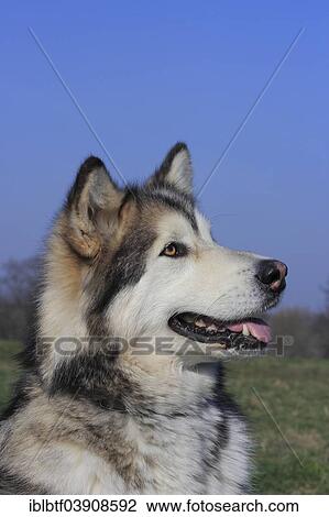 Alaskan Malamute View Large Photo Image Stock Image - Alaskan Malamute. Fotosearch