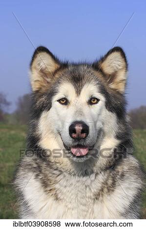 Stock Photo - Alaskan Malamute. Fotosearch