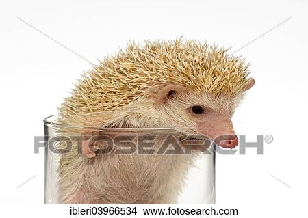 Albino African white-bellied hedgehog in a glass View Large Photo Image Picture - Albino African white-bellied hedgehog in a glass. Fotosearch