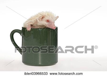 Albino African white-bellied hedgehog in a cup View Large Photo Image Stock Image - Albino African white-bellied hedgehog in a cup. Fotosearch
