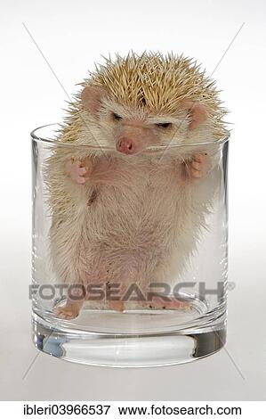 Albino African white-bellied hedgehog in a glass View Large Photo Image Stock Photo - Albino African white-bellied hedgehog in a glass. Fotosearch