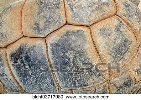 Stock Image - "Aldabra Giant Tortoise (Aldabrachelys gigantea), detail of the shell, native to the Aldabra Atoll, captive, The Netherlands, Europe". Fotosearch