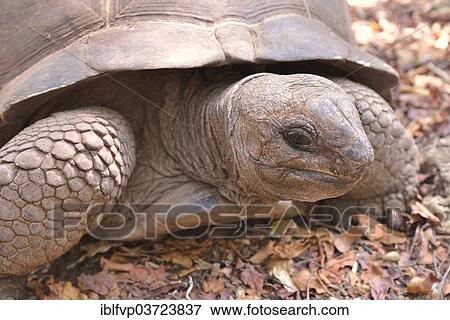 Stock Photo - "Aldabra Giant Tortoise (Aldabrachelys gigantea), Changuu Island, Zanzibar Archipelago, Tanzania, Africa". Fotosearch