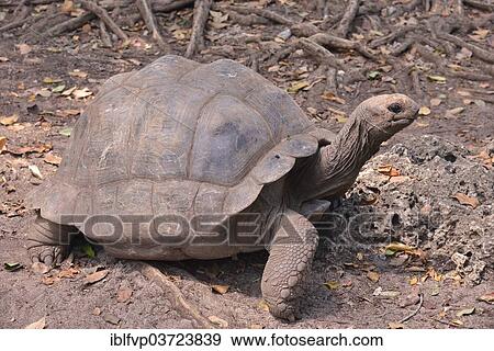 "Aldabra Giant Tortoise (Aldabrachelys gigantea), Changuu Island, Zanzibar Archipelago, Tanzania, Africa" View Large Photo Image Stock Photo - "Aldabra Giant Tortoise (Aldabrachelys gigantea), Changuu Island, Zanzibar Archipelago, Tanzania, Africa". Fotosearch