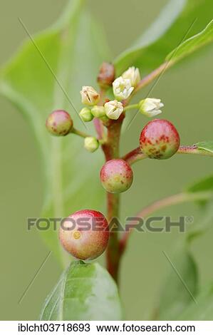 "Alder Buckthorn (Frangula alnus, Rhamnus buckthorn), fruits, Bavaria, Germany, Europe" View Large Photo Image Stock Image - "Alder Buckthorn (Frangula alnus, Rhamnus buckthorn), fruits, Bavaria, Germany, Europe". Fotosearch