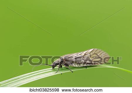 "Alder Fly (Sialis lutaria), North Rhine-Westphalia, Germany, Europe" View Large Photo Image Stock Photo - "Alder Fly (Sialis lutaria), North Rhine-Westphalia, Germany, Europe". Fotosearch