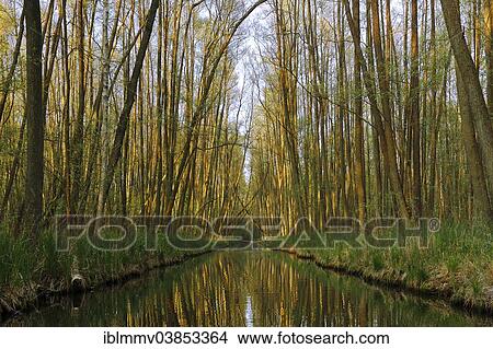 "Alders in a marshland forest, breeding habitat, Mecklenburg Lake District, Mecklenburg-Western Pomerania, Germany, Europe" View Large Photo Image Picture - "Alders in a marshland forest, breeding habitat, Mecklenburg Lake District, Mecklenburg-Western Pomerania, Germany, Europe". Fotosearch