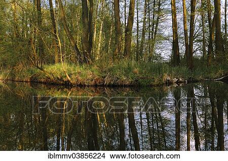 "Alders in a marshland forest, breeding habitat, Mecklenburg Lake District, Mecklenburg-Western Pomerania, Germany, Europe" View Large Photo Image Picture - "Alders in a marshland forest, breeding habitat, Mecklenburg Lake District, Mecklenburg-Western Pomerania, Germany, Europe". Fotosearch