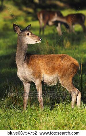 "Alert, browsing Red deer (Cervus elaphus), hind in the evening light, Germany, Europe" View Large Photo Image Stock Image - "Alert, browsing Red deer (Cervus elaphus), hind in the evening light, Germany, Europe". Fotosearch