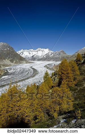 "Aletsch Forest and the Aletsch Glacier, UNESCO World Heritage Site, Valais, Switzerland, Europe" View Large Photo Image Stock Photo - "Aletsch Forest and the Aletsch Glacier, UNESCO World Heritage Site, Valais, Switzerland, Europe". Fotosearch