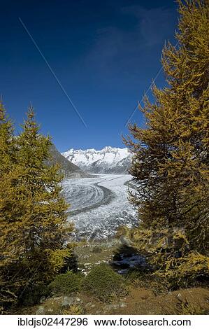 Stock Photograph - "Aletsch Forest and the Aletsch Glacier, UNESCO World Heritage Site, Valais, Switzerland, Europe". Fotosearch