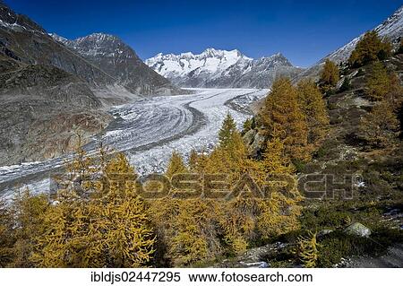 "Aletsch Forest and the Aletsch Glacier, UNESCO World Heritage Site, Valais, Switzerland, Europe" View Large Photo Image Stock Photography - "Aletsch Forest and the Aletsch Glacier, UNESCO World Heritage Site, Valais, Switzerland, Europe". Fotosearch