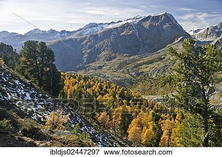 "Aletsch Forest, UNESCO World Heritage Site, Valais, Switzerland, Europe" View Large Photo Image Stock Photo - "Aletsch Forest, UNESCO World Heritage Site, Valais, Switzerland, Europe". Fotosearch