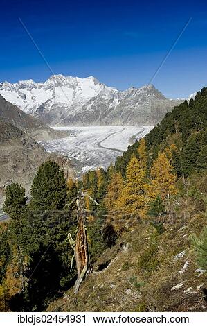 "Aletsch Glacier and the Bernese Oberland, UNESCO World Heritage Site, Bettmeralp, Valais, Switzerland, Europe" View Large Photo Image Stock Image - "Aletsch Glacier and the Bernese Oberland, UNESCO World Heritage Site, Bettmeralp, Valais, Switzerland, Europe". Fotosearch