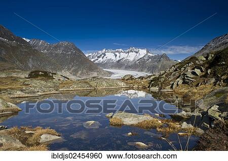 "Aletsch Glacier and the Bernese Oberland, UNESCO World Heritage Site, Bettmeralp, Valais, Switzerland, Europe" View Large Photo Image Stock Image - "Aletsch Glacier and the Bernese Oberland, UNESCO World Heritage Site, Bettmeralp, Valais, Switzerland, Europe". Fotosearch