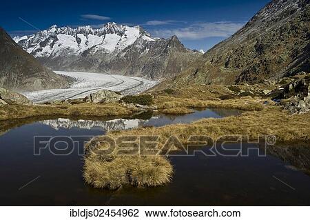 "Aletsch Glacier and the Bernese Oberland, UNESCO World Heritage Site, Bettmeralp, Valais, Switzerland, Europe" View Large Photo Image Stock Image - "Aletsch Glacier and the Bernese Oberland, UNESCO World Heritage Site, Bettmeralp, Valais, Switzerland, Europe". Fotosearch