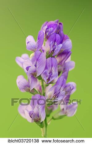 "Alfalfa or Lucerne (Medicago sativa), North Rhine-Westphalia, Germany, Europe" View Large Photo Image Stock Photo - "Alfalfa or Lucerne (Medicago sativa), North Rhine-Westphalia, Germany, Europe". Fotosearch