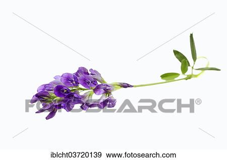 Alfalfa or Lucerne (Medicago sativa) View Large Photo Image Stock Photo - Alfalfa or Lucerne (Medicago sativa). Fotosearch