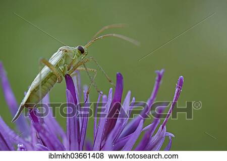 "Alfalfa Plant Bug (Adelphocoris lineolatus), Hesse, Germany, Europe" View Large Photo Image Stock Photo - "Alfalfa Plant Bug (Adelphocoris lineolatus), Hesse, Germany, Europe". Fotosearch