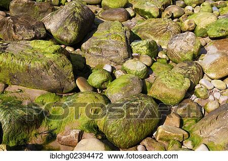Stock Image - "Algae and rocks, Cap Frehel, Cotes-d'Armor, Brittany, Bretagne, France, Europe". Fotosearch