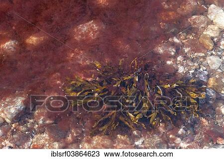 "Algae in the Baltic Sea, Schleswig-Holstein, Germany, Europe" View Large Photo Image Stock Image - "Algae in the Baltic Sea, Schleswig-Holstein, Germany, Europe". Fotosearch