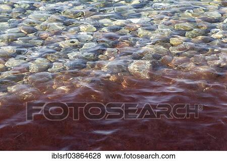 "Algae in the Baltic Sea, Schleswig-Holstein, Germany, Europe" View Large Photo Image Stock Photo - "Algae in the Baltic Sea, Schleswig-Holstein, Germany, Europe". Fotosearch
