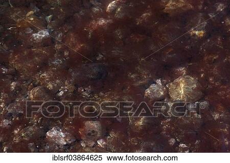 "Algae in the Baltic Sea, Schleswig-Holstein, Germany, Europe" View Large Photo Image Stock Photography - "Algae in the Baltic Sea, Schleswig-Holstein, Germany, Europe". Fotosearch
