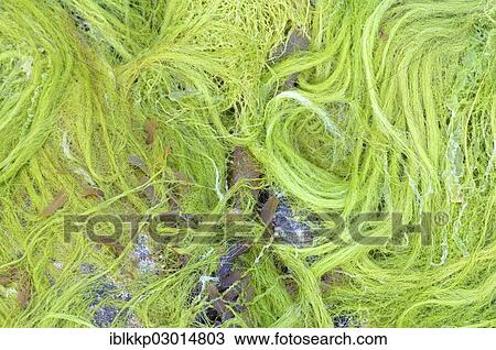 "Algae, seaweed on the ocean floor at low tide, Isle of Skye, Scotland, United Kingdom, Europe" View Large Photo Image Stock Image - "Algae, seaweed on the ocean floor at low tide, Isle of Skye, Scotland, United Kingdom, Europe". Fotosearch