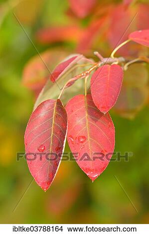 "Allegheny Serviceberry (Amelanchier laevis), coloured leaves in autumn, Baden-Wurttemberg, Germany, Europe" View Large Photo Image Picture - "Allegheny Serviceberry (Amelanchier laevis), coloured leaves in autumn, Baden-Wurttemberg, Germany, Europe". Fotosearch