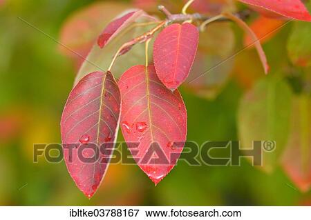 Stock Photo - "Allegheny Serviceberry (Amelanchier laevis), coloured leaves in autumn, Baden-Wurttemberg, Germany, Europe". Fotosearch