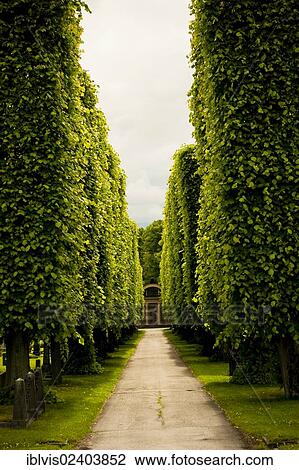 Stock Image - "Alley on cemetery, Sweden, Europe". Fotosearch