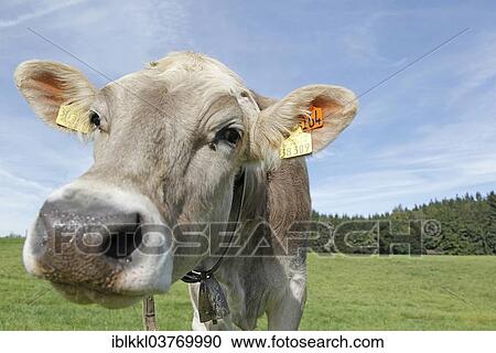 Stock Image - "Allgau Cow on a pasture, Mindelheim, Bavaria, Germany, Europe". Fotosearch