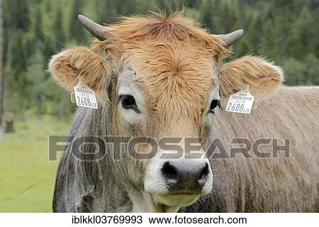 "Allgau Cow on a pasture, Mindelheim, Bavaria, Germany, Europe" View Large Photo Image Stock Image - "Allgau Cow on a pasture, Mindelheim, Bavaria, Germany, Europe". Fotosearch