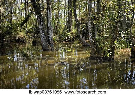 Stock Photograph - "Alligator (Alligator sp. ), Everglades National Park, Florida, United States, North America". Fotosearch