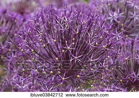 "Allium, Star of Persia (Allium christophii)" View Large Photo Image Stock Image - "Allium, Star of Persia (Allium christophii)". Fotosearch