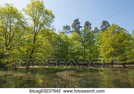 Stock Image - "Alluvial forest in spring, Monchbruch Nature Reserve, Morfelden, Hesse, Germany, Europe". Fotosearch