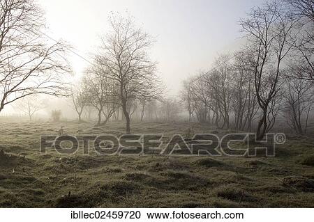 "Alluvial forest in the fog, Carinthia, Austria, Europe" View Large Photo Image Stock Image - "Alluvial forest in the fog, Carinthia, Austria, Europe". Fotosearch