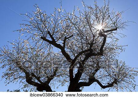 "Almond blossom season, blossoming Almond Tree (Prunus dulcis), Majorca, Balearic Islands, Spain, Europe" View Large Photo Image Stock Image - "Almond blossom season, blossoming Almond Tree (Prunus dulcis), Majorca, Balearic Islands, Spain, Europe". Fotosearch