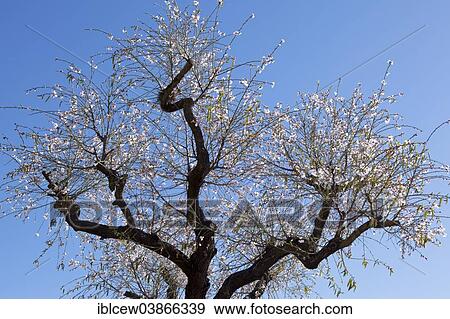 "Almond blossom season, blossoming Almond Tree (Prunus dulcis), Majorca, Balearic Islands, Spain, Europe" View Large Photo Image Stock Photo - "Almond blossom season, blossoming Almond Tree (Prunus dulcis), Majorca, Balearic Islands, Spain, Europe". Fotosearch