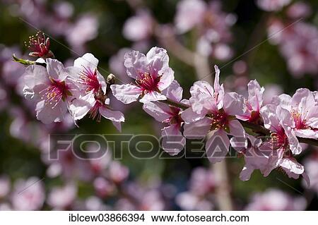 "Almond blossom season, blossoms of an Almond Tree (Prunus dulcis), Majorca, Balearic Islands, Spain, Europe" View Large Photo Image Picture - "Almond blossom season, blossoms of an Almond Tree (Prunus dulcis), Majorca, Balearic Islands, Spain, Europe". Fotosearch