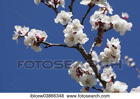"Almond blossom season, blossoms of an Almond Tree (Prunus dulcis), Majorca, Balearic Islands, Spain, Europe" View Large Photo Image Stock Photo - "Almond blossom season, blossoms of an Almond Tree (Prunus dulcis), Majorca, Balearic Islands, Spain, Europe". Fotosearch