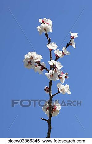"Almond blossom season, blossoms of an Almond Tree (Prunus dulcis), Majorca, Balearic Islands, Spain, Europe" View Large Photo Image Stock Photography - "Almond blossom season, blossoms of an Almond Tree (Prunus dulcis), Majorca, Balearic Islands, Spain, Europe". Fotosearch