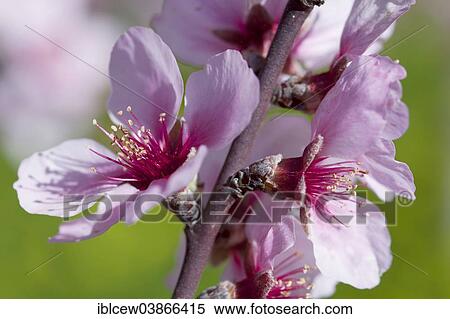 "Almond blossom season, blossoms of an Almond Tree (Prunus dulcis), Majorca, Balearic Islands, Spain, Europe" View Large Photo Image Stock Photography - "Almond blossom season, blossoms of an Almond Tree (Prunus dulcis), Majorca, Balearic Islands, Spain, Europe". Fotosearch