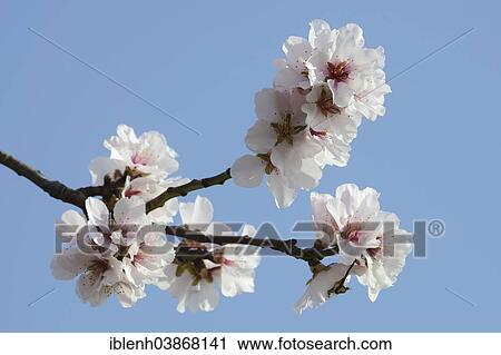"Almond tree (Prunus dulcis), blossoms, Rhineland-Palatinate, Germany, Europe" View Large Photo Image Stock Image - "Almond tree (Prunus dulcis), blossoms, Rhineland-Palatinate, Germany, Europe". Fotosearch