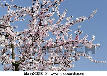 "Almond tree (Prunus dulcis), Rhineland-Palatinate, Germany, Europe" View Large Photo Image Stock Image - "Almond tree (Prunus dulcis), Rhineland-Palatinate, Germany, Europe". Fotosearch