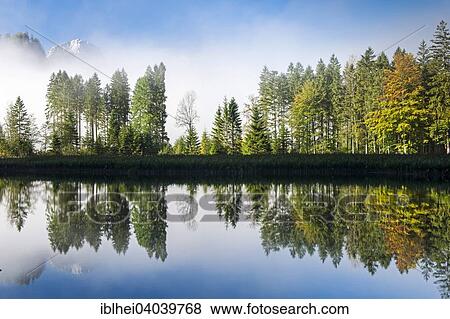 Stock Photo - "Almsee lake, trees with reflection in autumn, Grunau, Almtal, Salzkammergut, Upper Austria, Austria, Europe". Fotosearch